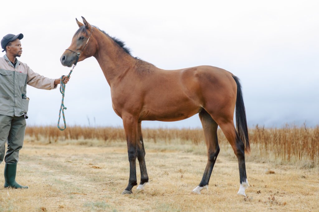 Brown Arabian horse with black markings on legs, for sale.