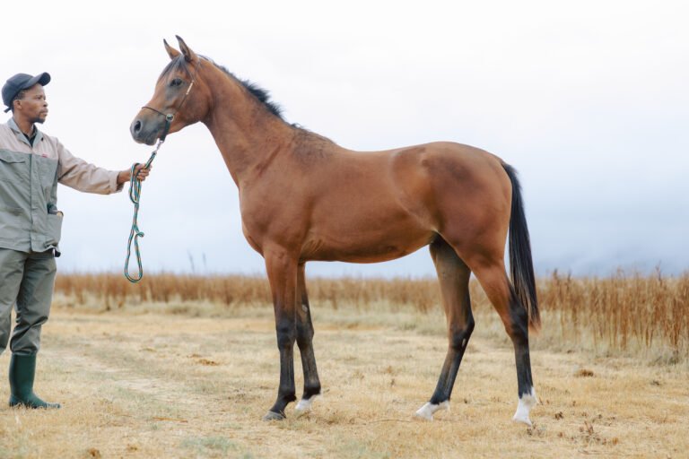 Brown Arabian horse with black markings on legs, for sale.