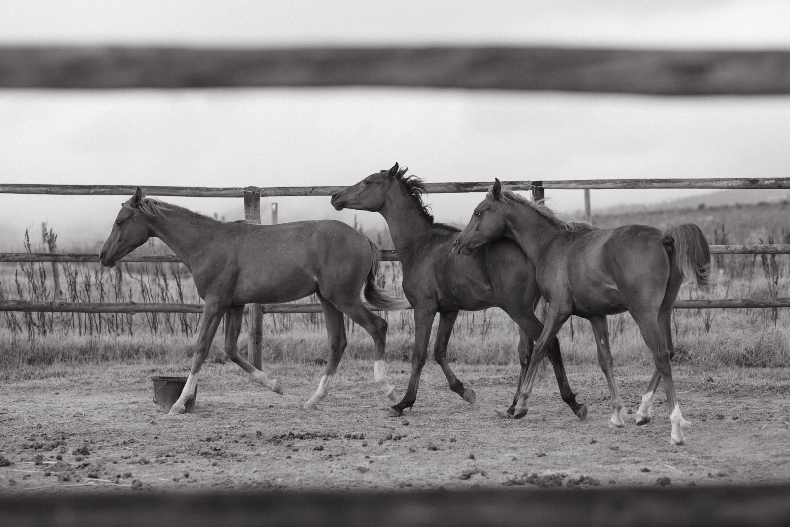 Three Arabian colts following closely to each other in a ring