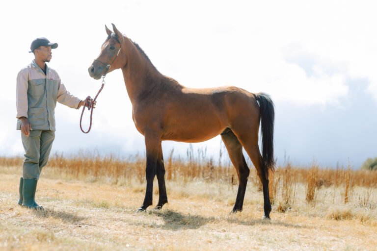 Arabian Colt standing proudly