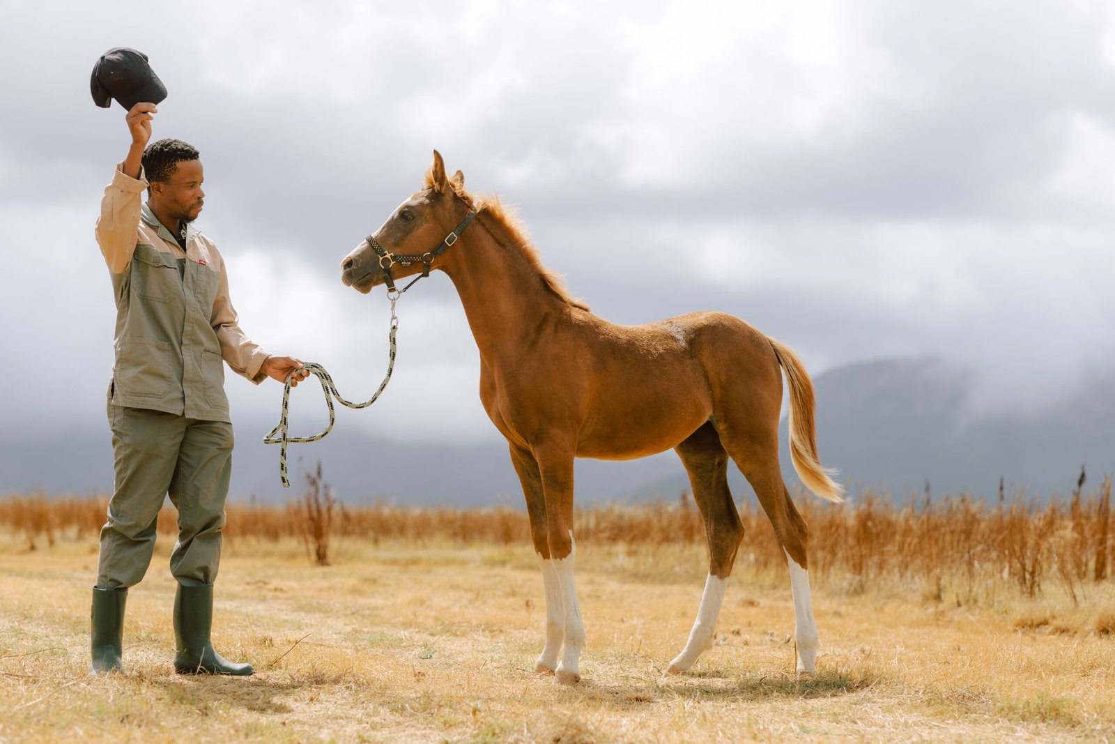 Man standing with Arabian foal