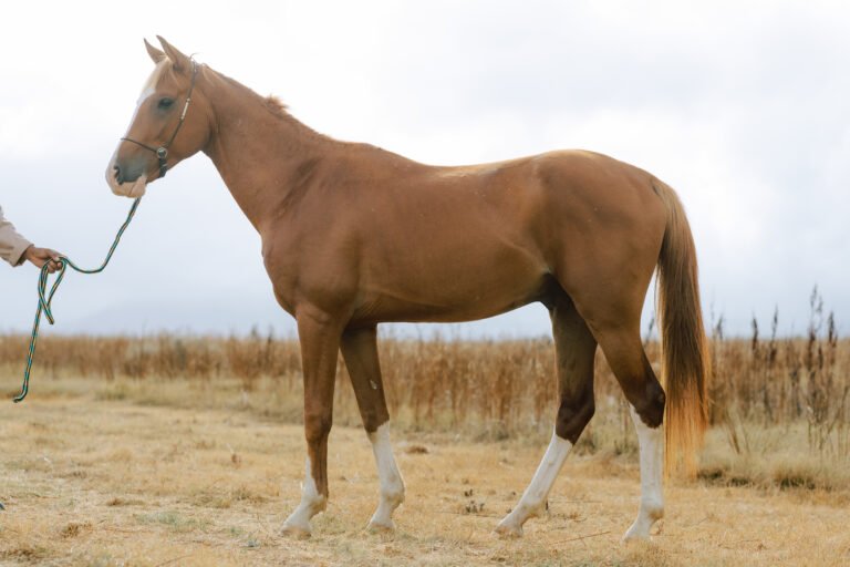 Championship Pedigree Horse For Sale