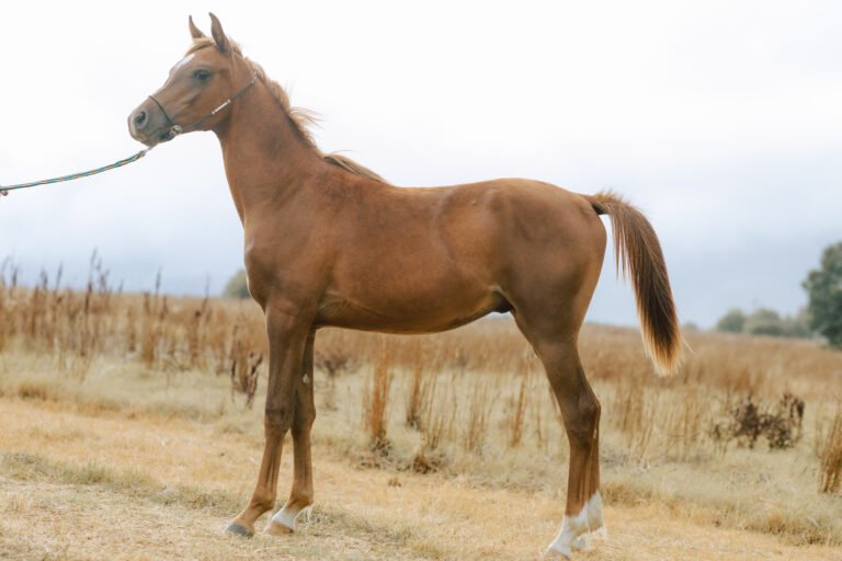 Arabian Colt