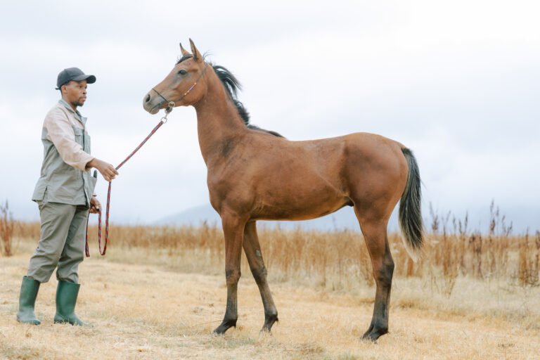 Arabian Colt