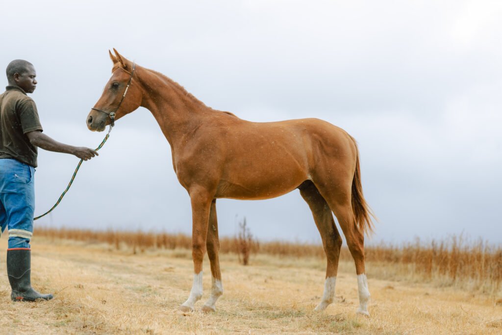 Friendly Arabian horse standing with groomsman