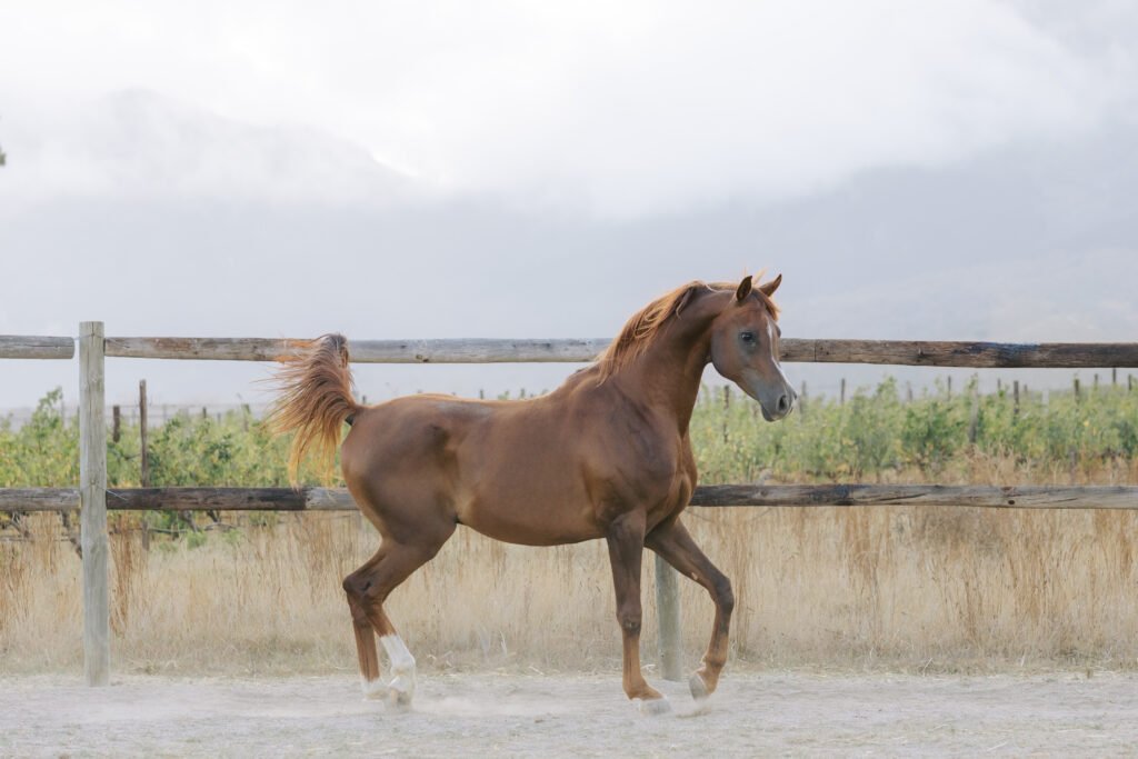 Arabian stud standing proudly with one foot propped up